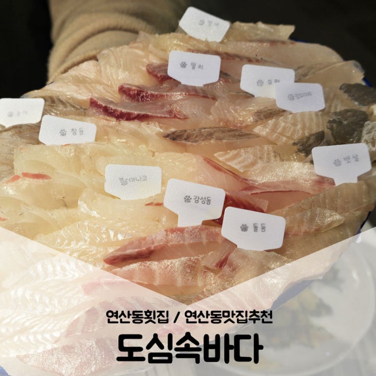  부산횟집추천 / 연산동맛집 여기를 모르면 맛알못 줄서서 먹는 횟집 도심속바다