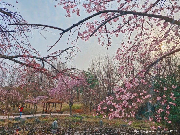 2024 서울 도봉구 벚꽃명소 초안산근린공원 실시간 나들이