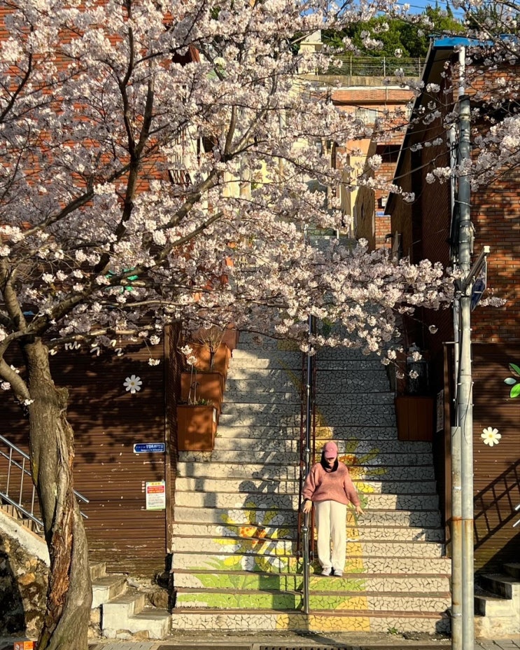 부산 벚꽃명소 대신동 망양로 산복도로벚꽃길 개화현황(포토스팟,주차팁)(24/4/1일)