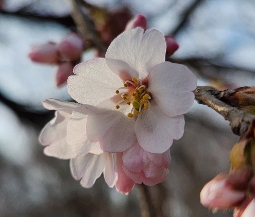 인천대공원 데이트 벚꽃명소