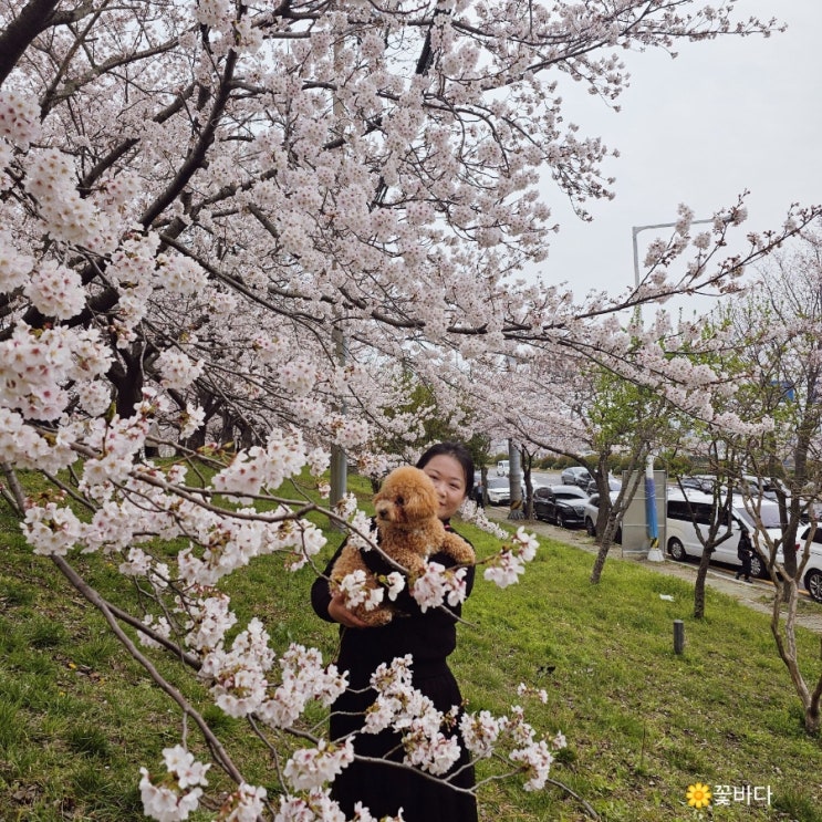  부산 강서 대저생태공원 벚꽃개화현황 (24.3.31)