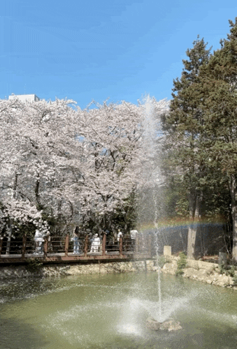 광주 근교 벚꽃 명소 / 목포 "입암산"