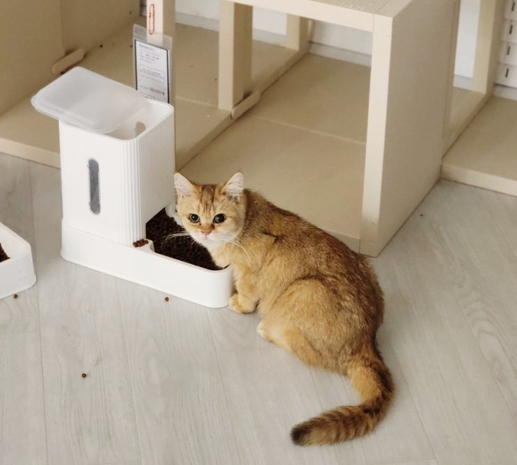  고양이 적정 사료양 하루 아기 고양이 사료양 급여량 계산하기