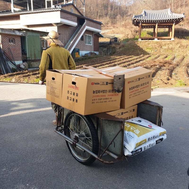 초보농부의 하루 고사리종근 고사리심기 한잎새고사리 구입