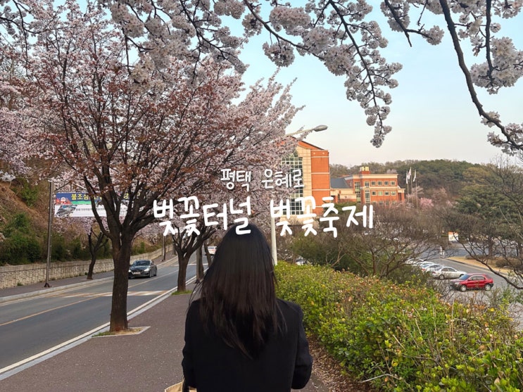  평택 벚꽃은 은혜로 벚꽃터널, 국제대학교 벚꽃축제