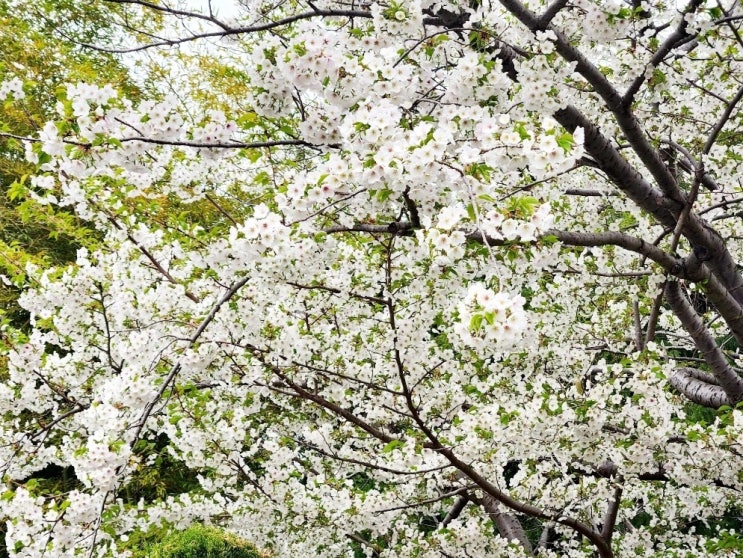  [봄맞이 세일][삼성 프리도스 모델] 데스크탑 행사