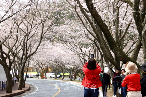  사흘간 동시에 열린 전라병영성·금곡사 벚꽃축제 7만명 관광객 다녀가..강진 관광 명성 재확인