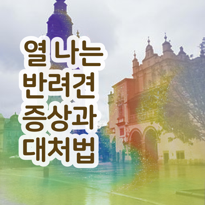  반려동물관리사 취업 , 반려동물관리사 자격증 구인구직 채용 관련 완벽 정리