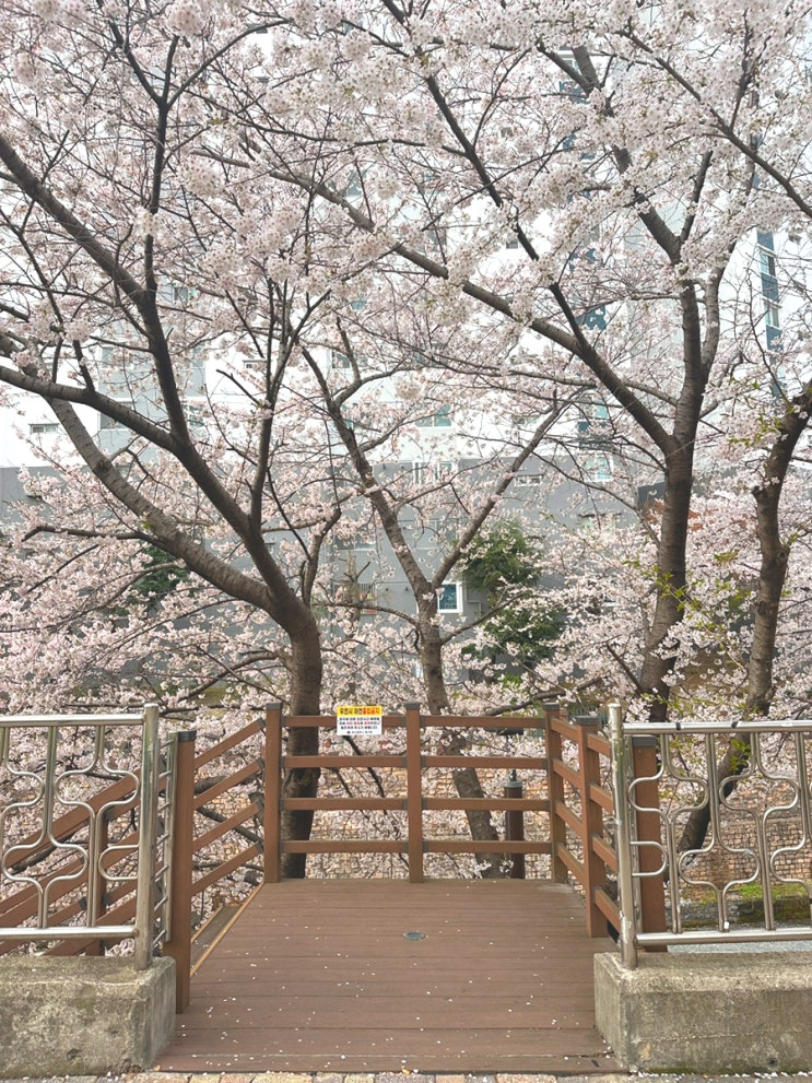 부산 숨겨진 벚꽃명소 만덕천 사람많은 벚꽃명소가 싫다면 여기 추천!