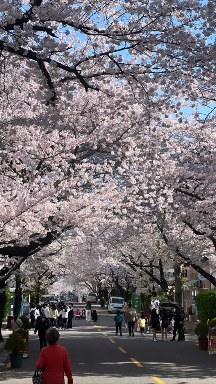 부산 벚꽃명소 대신동삼익아파트 개화현황(24.04.01)