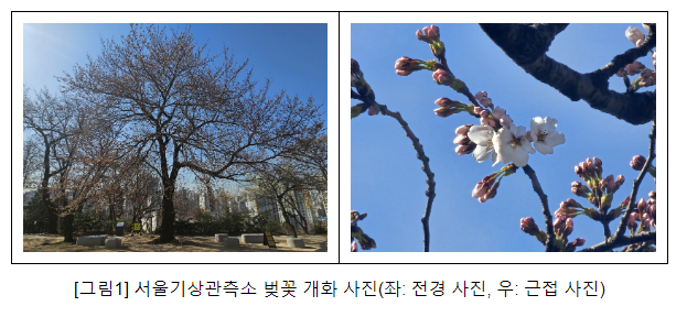 오늘(1일) 서울 벚꽃 개화 오늘(1일) 서울 벚꽃 개화