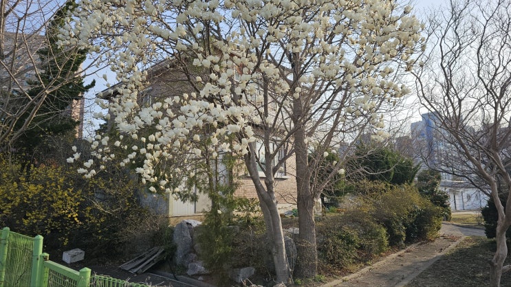  목련화를 보니 봄인듯.