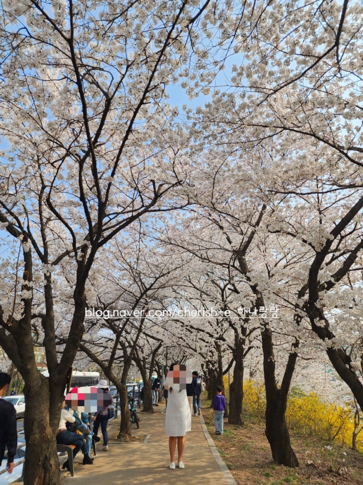 [경기 안양] 안양충훈벚꽃축제 벚꽃 명소