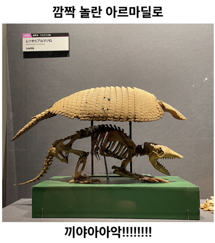  깜짝 놀란 아르마딜로
