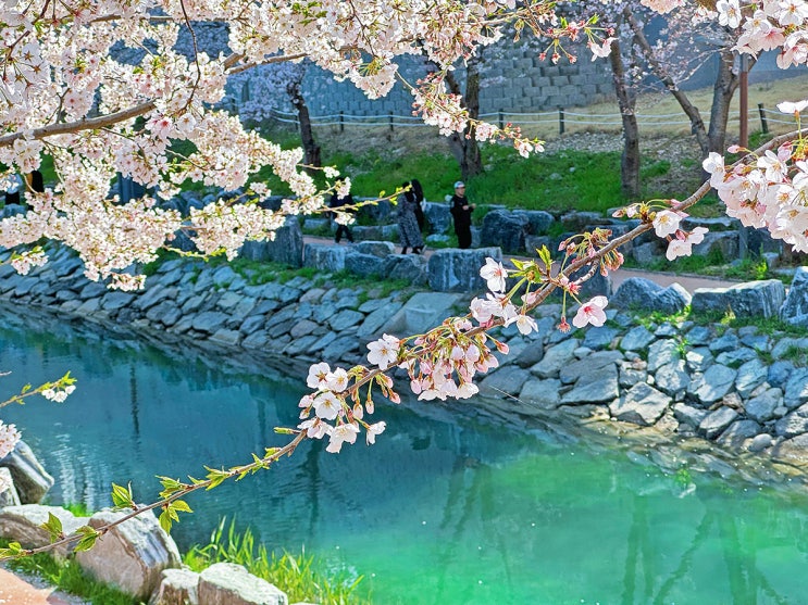  영도 동삼해수천 : 부산 영도 벚꽃 명소 추천