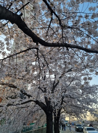 전국 벚꽃 축제 일정