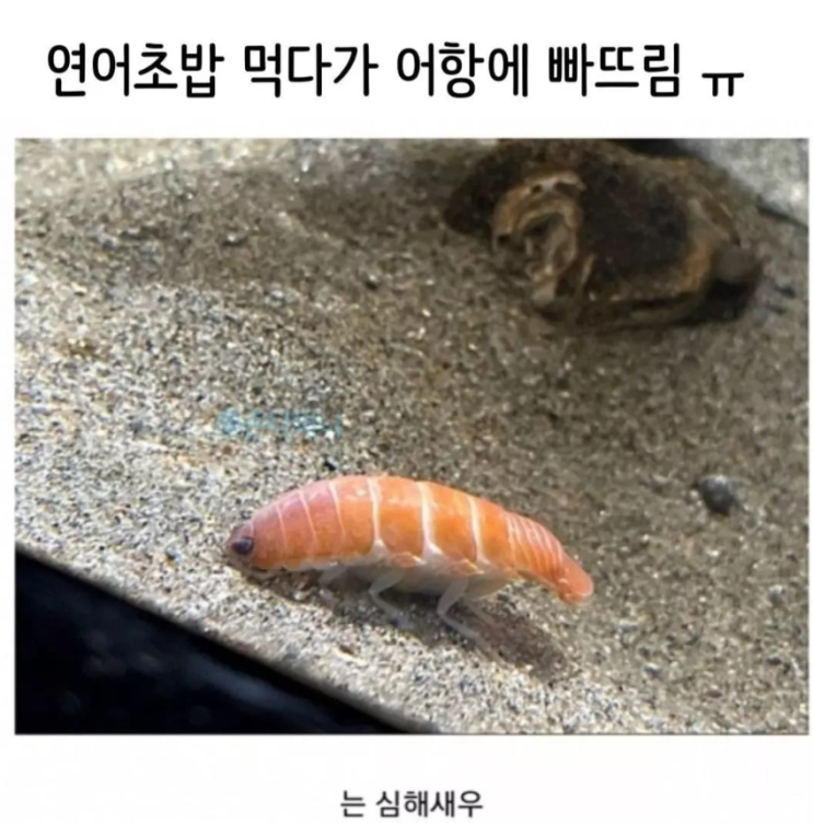  연어초밥 먹다가 어항에 빠뜨림