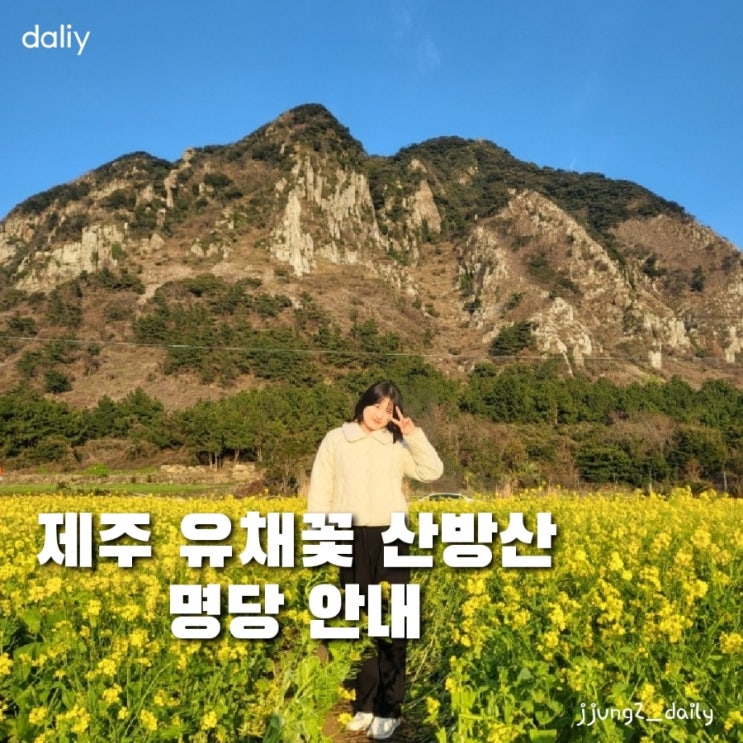  제주 산방산 유채꽃 명소 추천장소와 주차팁