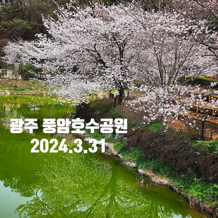  〔전남광주〕광주 풍암호수공원 벚꽃 만개 24.3.31-광주 벚꽃 명소-풍암저수지