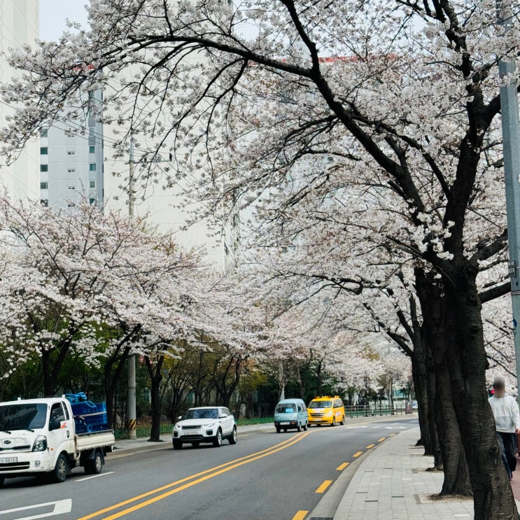  서울 숨은벚꽃명소 우이천 벚꽃축제 현재 개화 상태 야경 추천코스