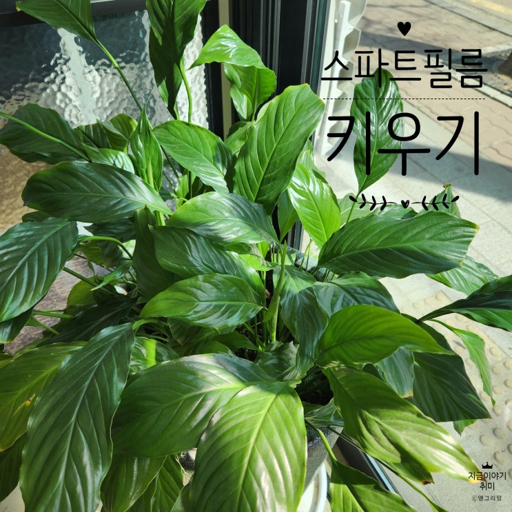  키우기 쉬운 식물, 수경재배 가능한 스파트필름 키우기