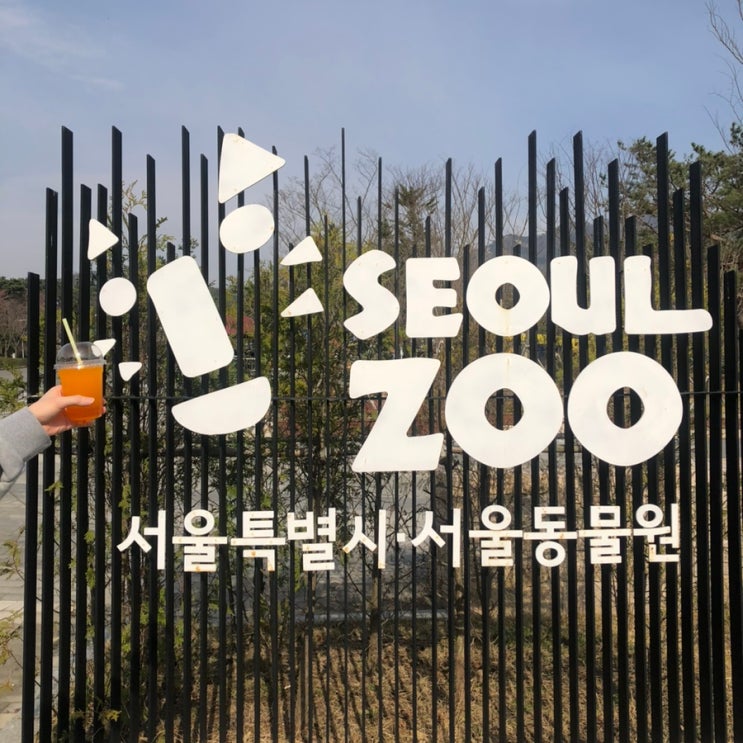  봄나들이 추천 코스 벚꽃 실시간 개화 상황 (서울대공원, 동물원, 래서판다, 백운메밀, 백운호수)