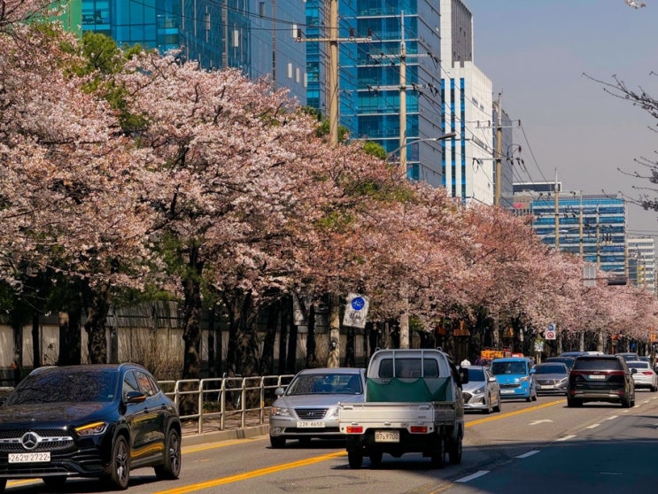  찾았다 서울 벚꽃 명소!! 금천 독산 벚꽃길. 서울 벚꽃 실시간 (가산디지털단지역~독산역~금천구청역)