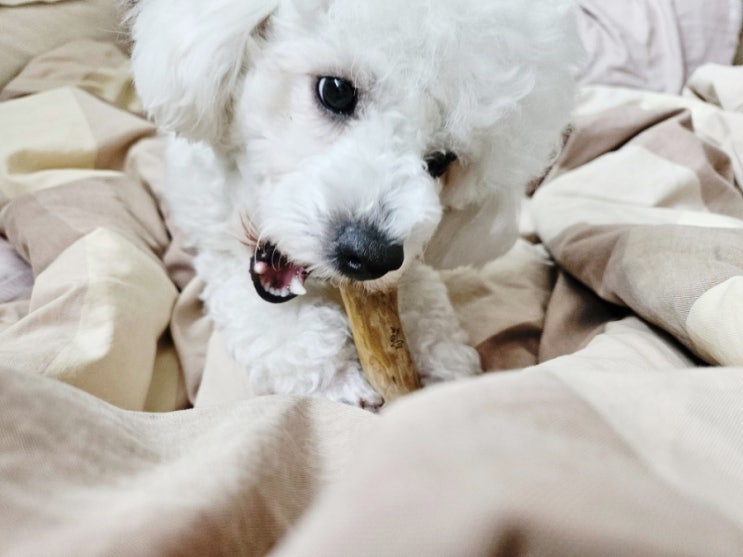  강아지 우드스틱 개껌 비숑 커피츄 S 후기