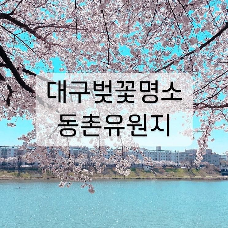  대구 벚꽃 명소 동촌유원지 아양교 가볼만한곳 추천 실시간 개화상황