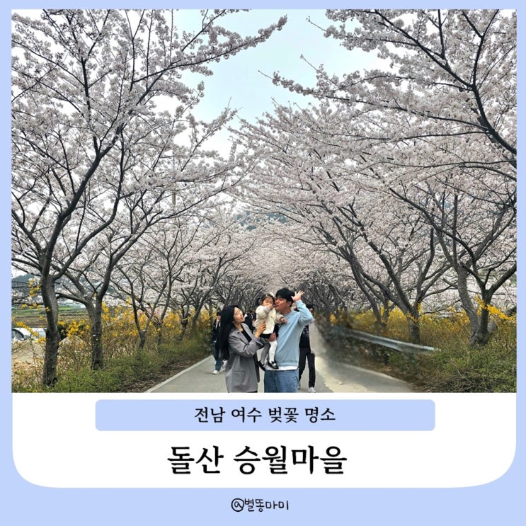  전남 여수 벚꽃명소 승월마을 개화현황 주차팁