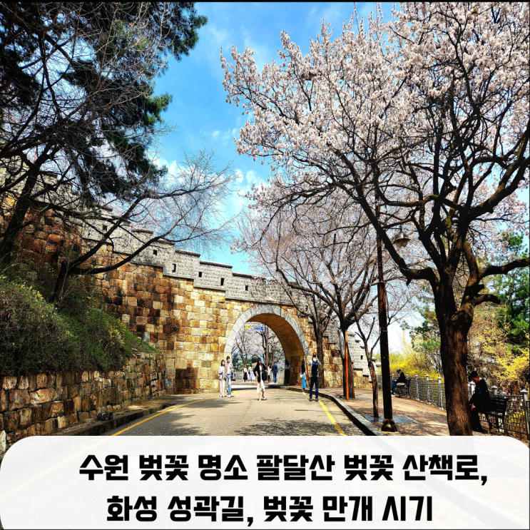  수원 벚꽃 명소 팔달산 벚꽃 산책로, 화성 성곽길, 벚꽃 만개 시기