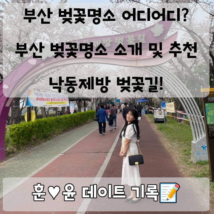  부산 벚꽃이야기 : 낙동강 제방에서 만나는 봄