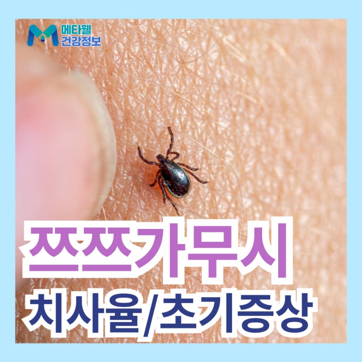  쯔쯔가무시 초기 증상, 잠복기 쯔쯔가무시병 치사율 치료 방법 및 예방