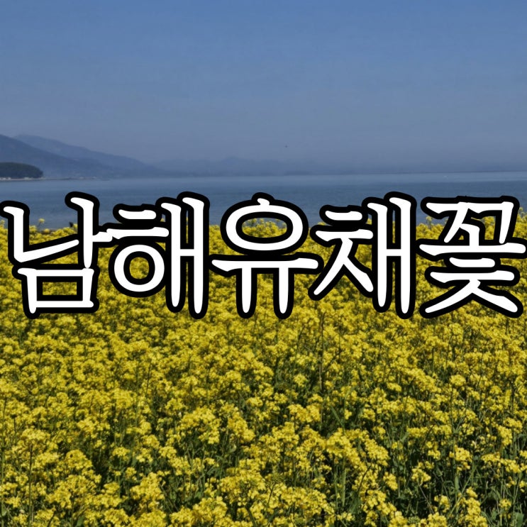  남해유채꽃 예쁜 곳 추천 바다 옆 유채꽃밭이 예쁘던 '남해에코촌'