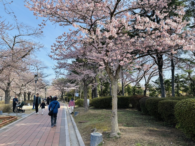  경주 1박 2일 벚꽃 여행 | 보문단지, 대릉원 벚꽃축제 (3월 마지막 주 개화 상황)