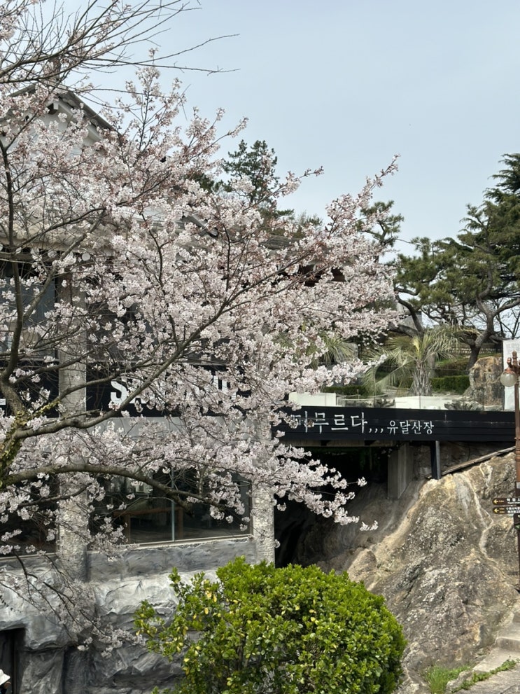  광주 근교 목포 유달산 카페 유달산장 (유달산 벚꽃 개화 현황)