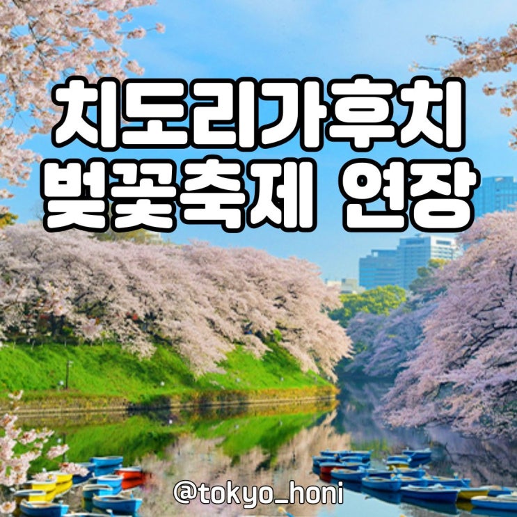 치도리가후치 벚꽃 축제 4월 7일까지 연장!