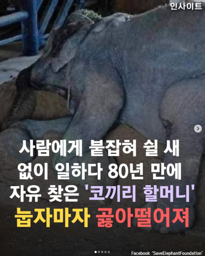  사람에게 붙잡혀 쉴 새 없이 일하다 80년 만에 자유 찾은 코끼리 할머니