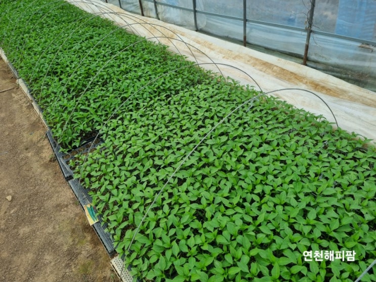  고추농사 고추육묘 모종기르기 고추모이식 3주