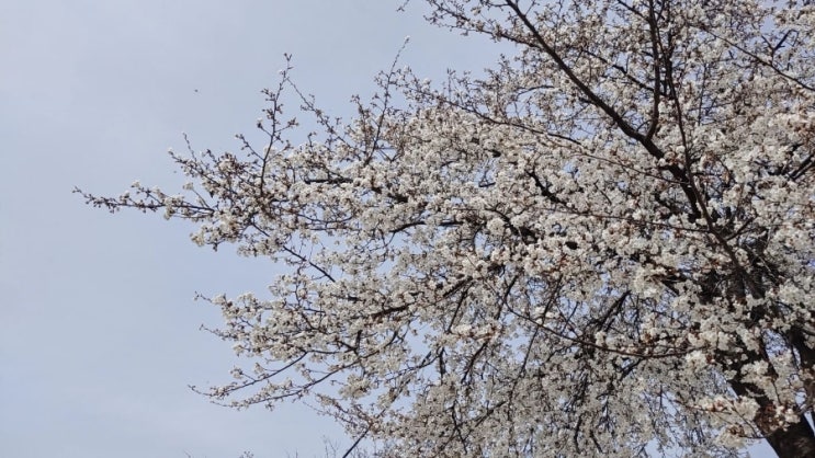  정읍은 벚꽃 한창