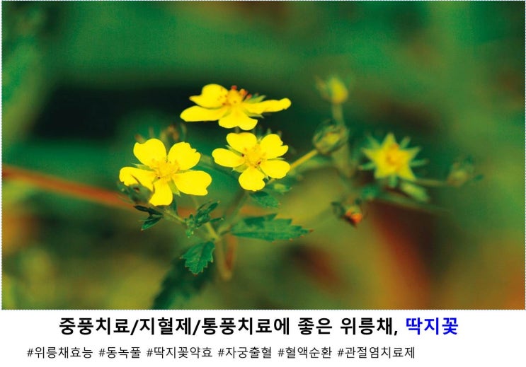  중풍치료/지혈제/통풍치료에 좋은 위릉채, 딱지꽃