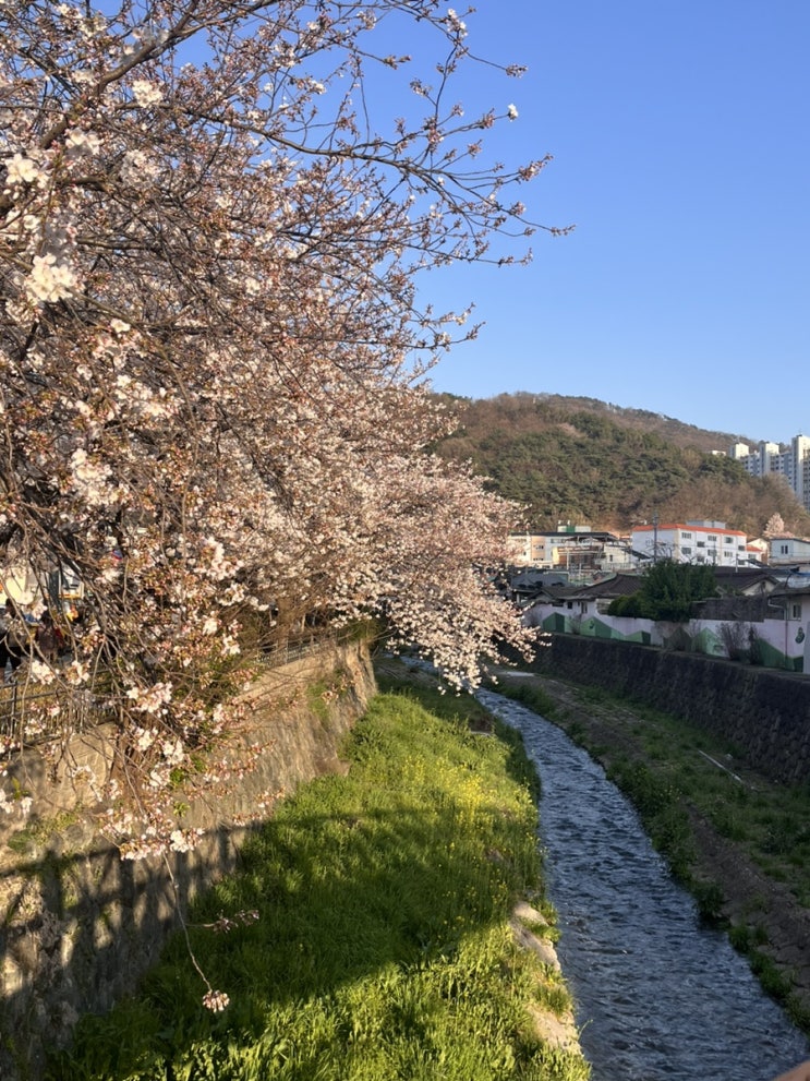 광주 벚꽃 명소 : 학동 배고픈다리 산책로 홍림교 운림동
