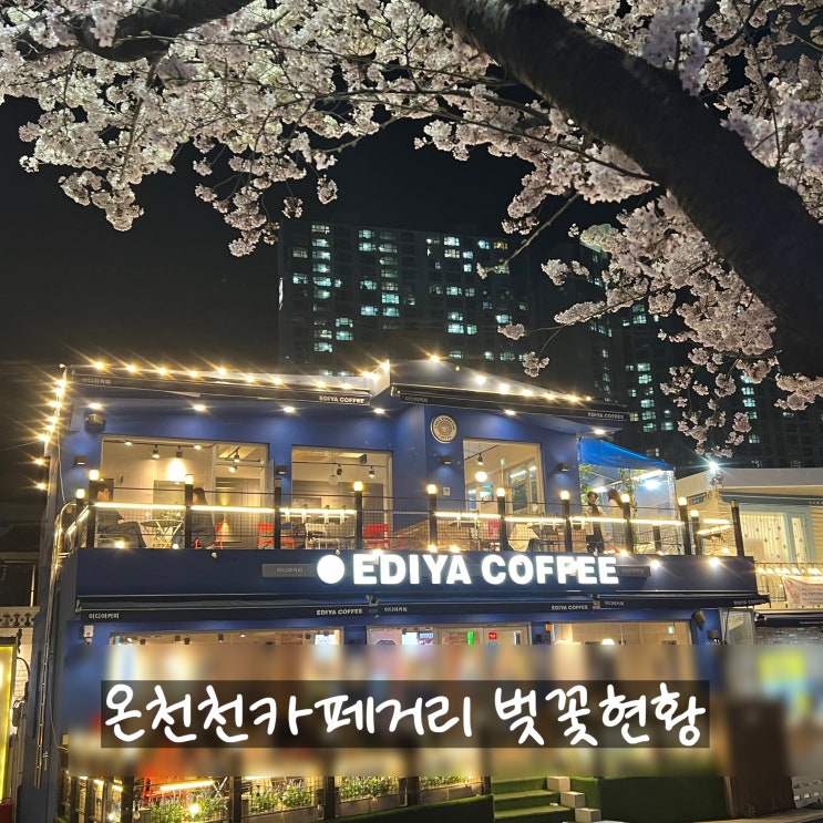  [부산] 240401 온천천카페거리 벚꽃명소 실사 / 벚꽃 보이는 카페