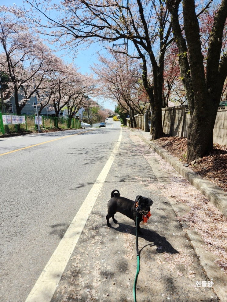 강아지 꽃가루 해로운 봄꽃 5가지 종류와 고양이 꽃 튤립