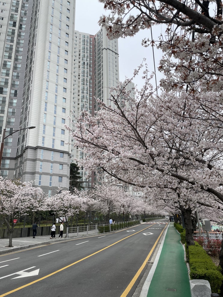  부산 벚꽃 명소 온천천 카페거리 2024