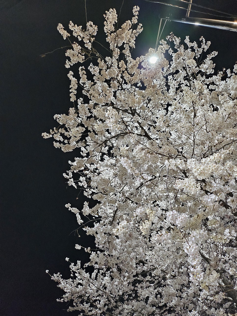 온고지신통닭원 구일점 사진 6
