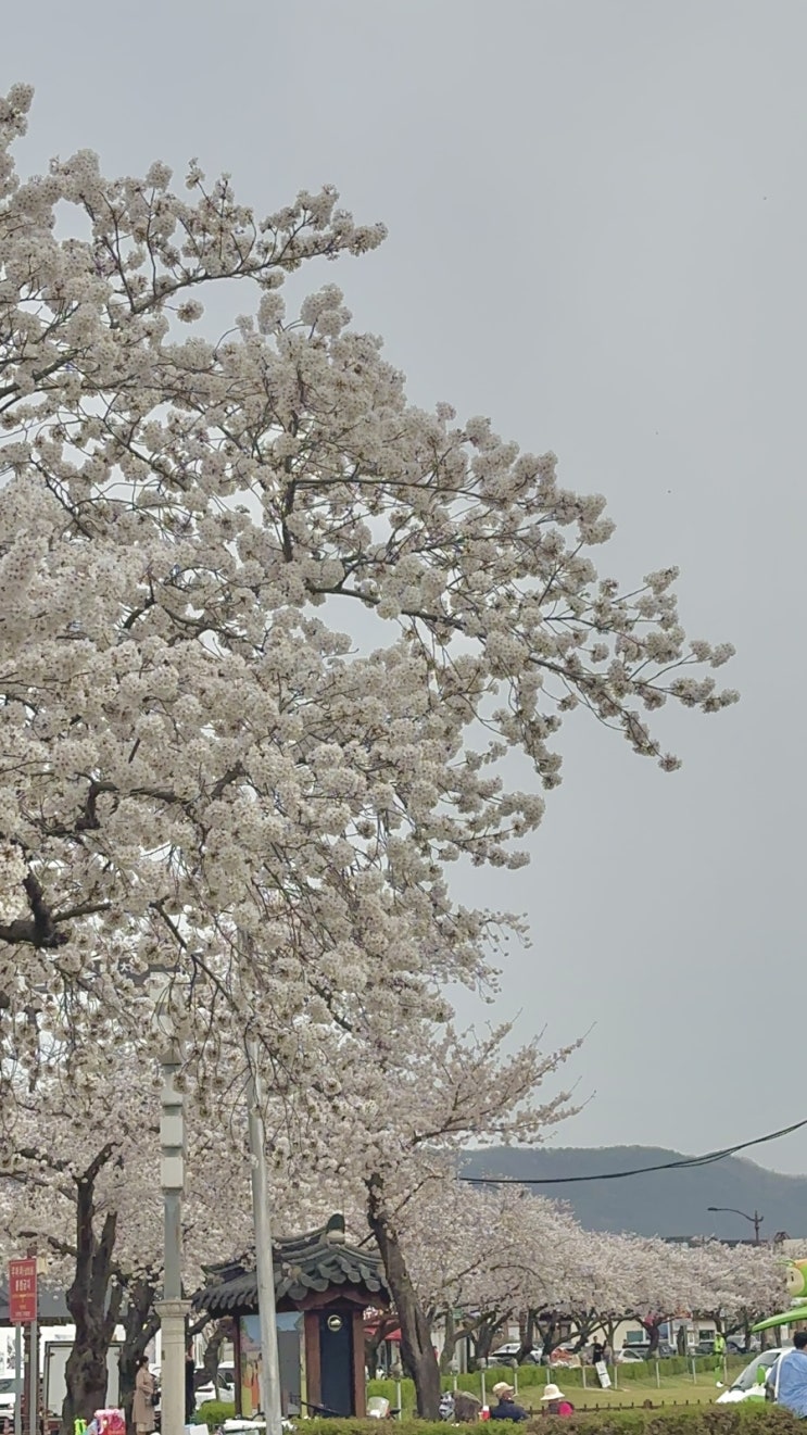  [경주/황리단길] 경주 벚꽃 개화 상황 실시간 4월  보문 벚꽃길 야경