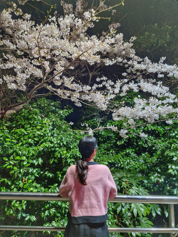 부산 중구 야간 데이트하기 좋은 곳, 미디어아트 남포동 용두산공원 (3월 31일기준) 벚꽃 개화상황