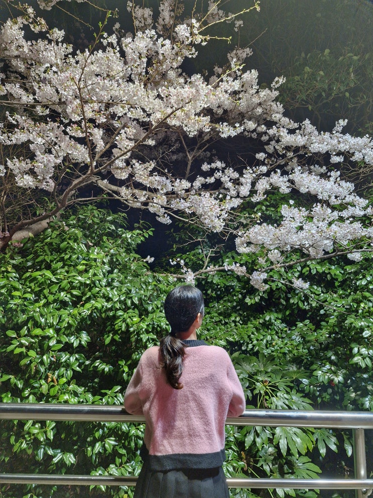  부산 중구 야간 데이트하기 좋은 곳, 미디어아트 남포동 용두산공원 (3월 31일기준) 벚꽃 개화상황