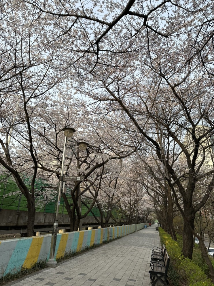  서울 벚꽃 실시간, 벚꽃 예쁜 명소, 신대방 뚝방벚꽃길. 서울 벚꽃 장소